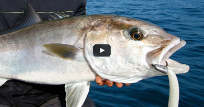 Video: Topwater Amberjack
