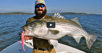 Video: Chez Bay Topwater Bass