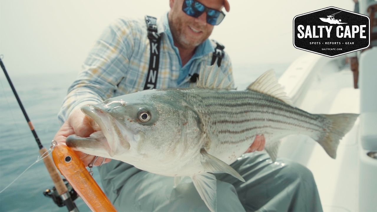 Large Nantucket Striped Bass In The Rips | Stemming The Tide