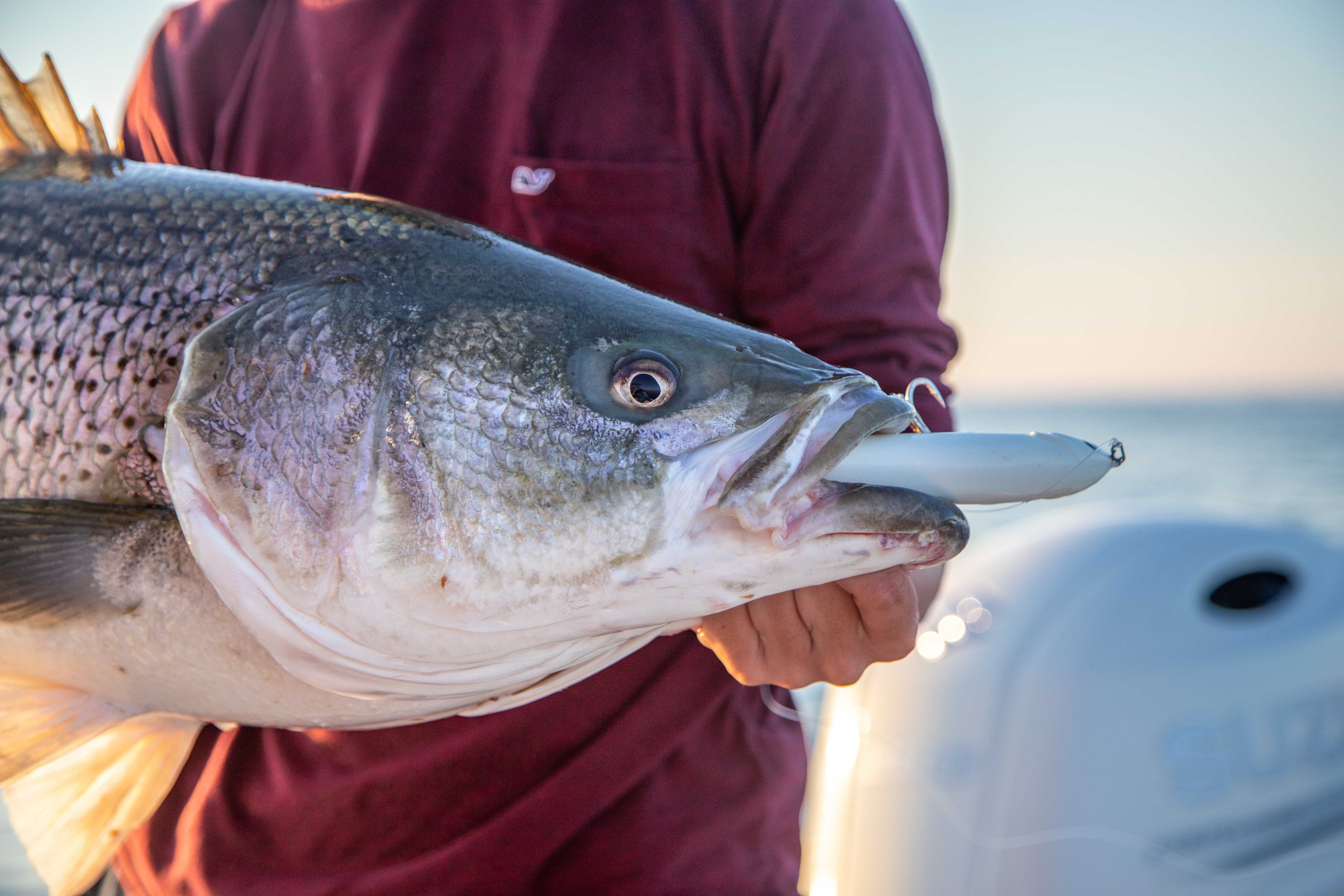 Topwater Stripers on Dog Walkers