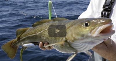 Video: Diamond Jigs for Summertime Cod