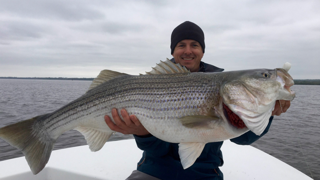 Salty Cape: Fall Striper Fishing (October - November)