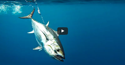 How To: Troll Harness Jigs for Bluefin Tuna by Hogy