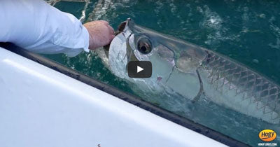 Video: Inlet Tarpon