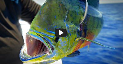 Video: Sightfishing for Mahi