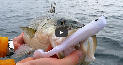 Video: Cape Cod Pro Tail Stripers