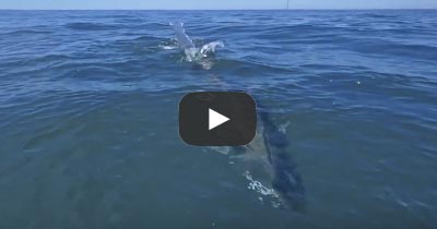 Video: Troll Scan Tuna