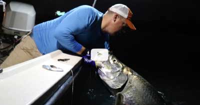 Video: Shrimp Run Winter Tarpon