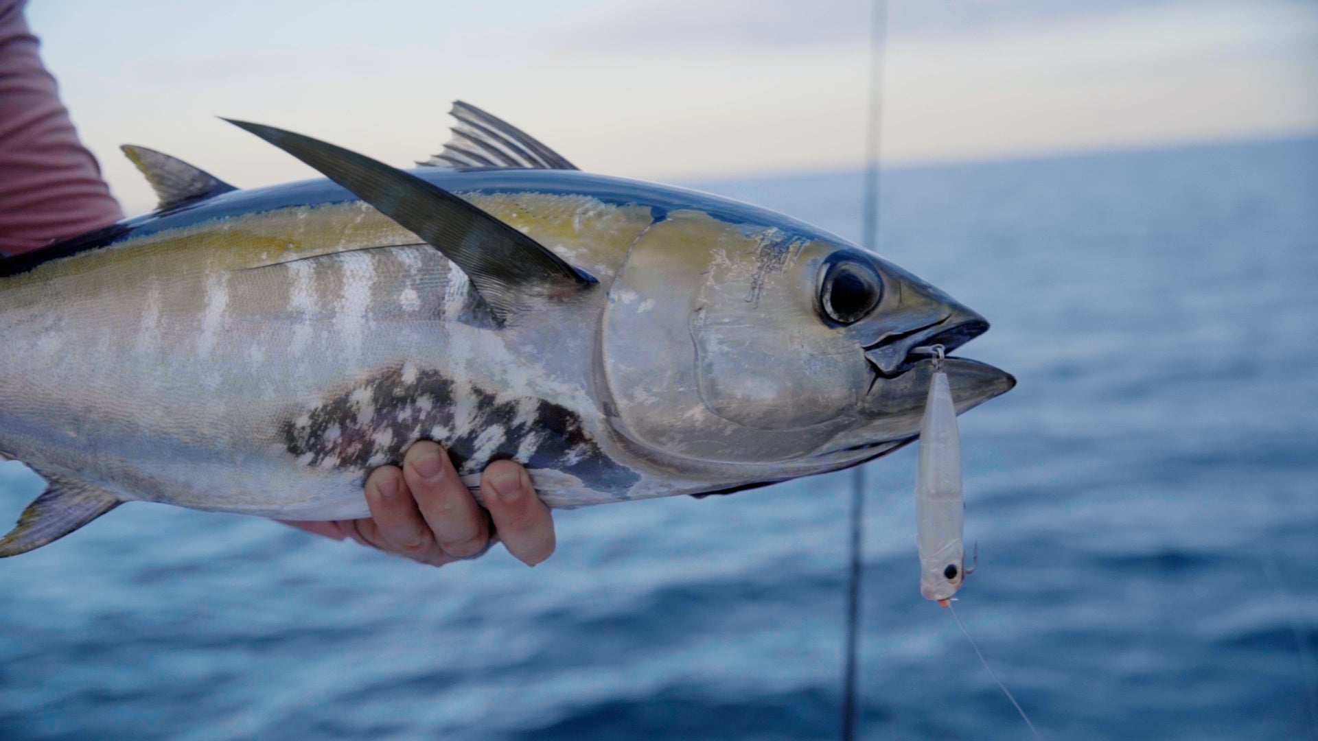 Topwater Poppers For Blackfin Tuna