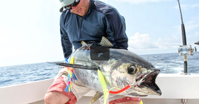 Northeast Yellowfin Tuna Tips with Flexi-Spreader Bars
