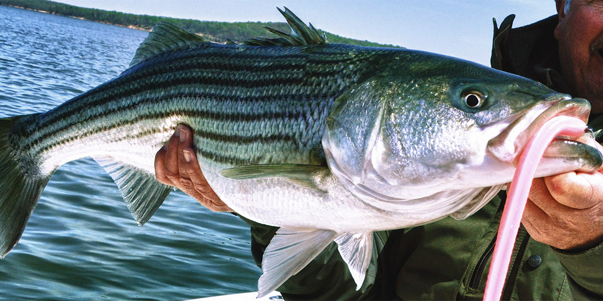 Salty Cape: Spring Striper Fishing (May and June)