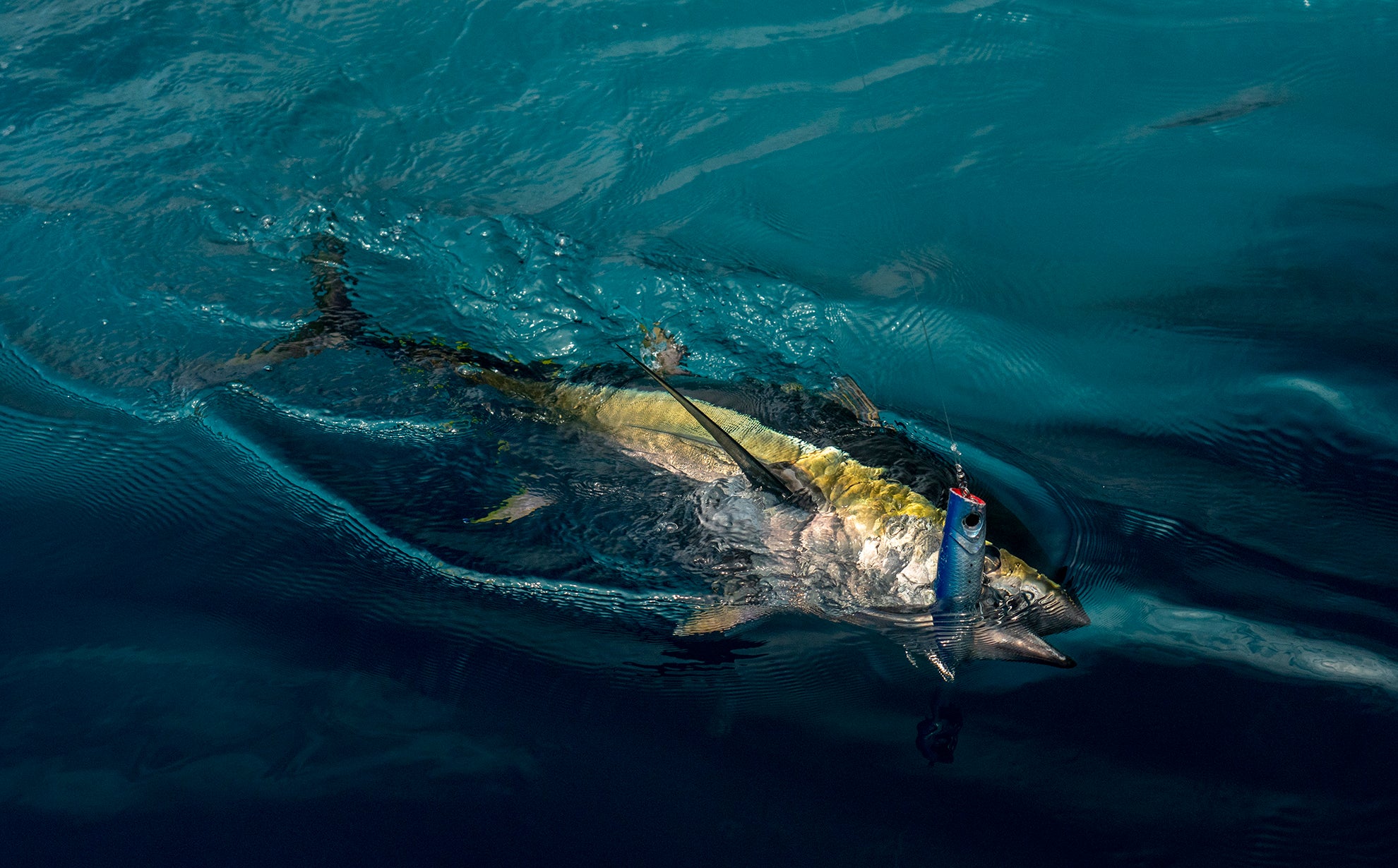 Topwater Popper Lures For Yellowfin Tuna