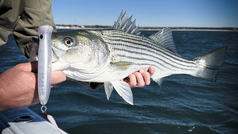 striped bass hogy topwater popper lure