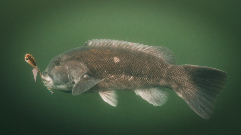 Tog Fluke Seabass Hogy Jig Biki Lure