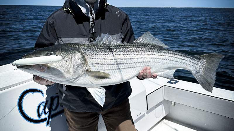 Large Striped Bass Surface Walk The Dog Lure