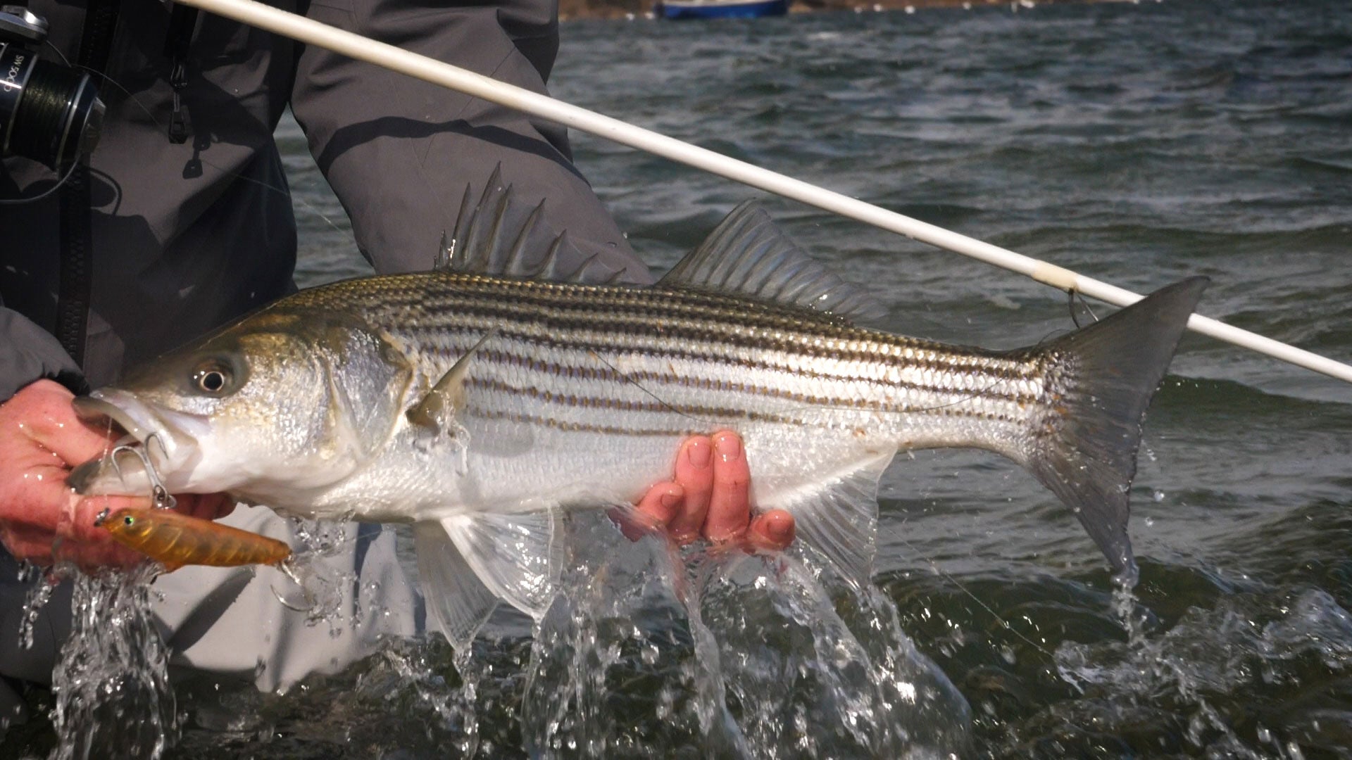 Shore JIGGING GIANT SWIMBAITS! *Stripers & Bluefish In CAPE COD CANAL* 