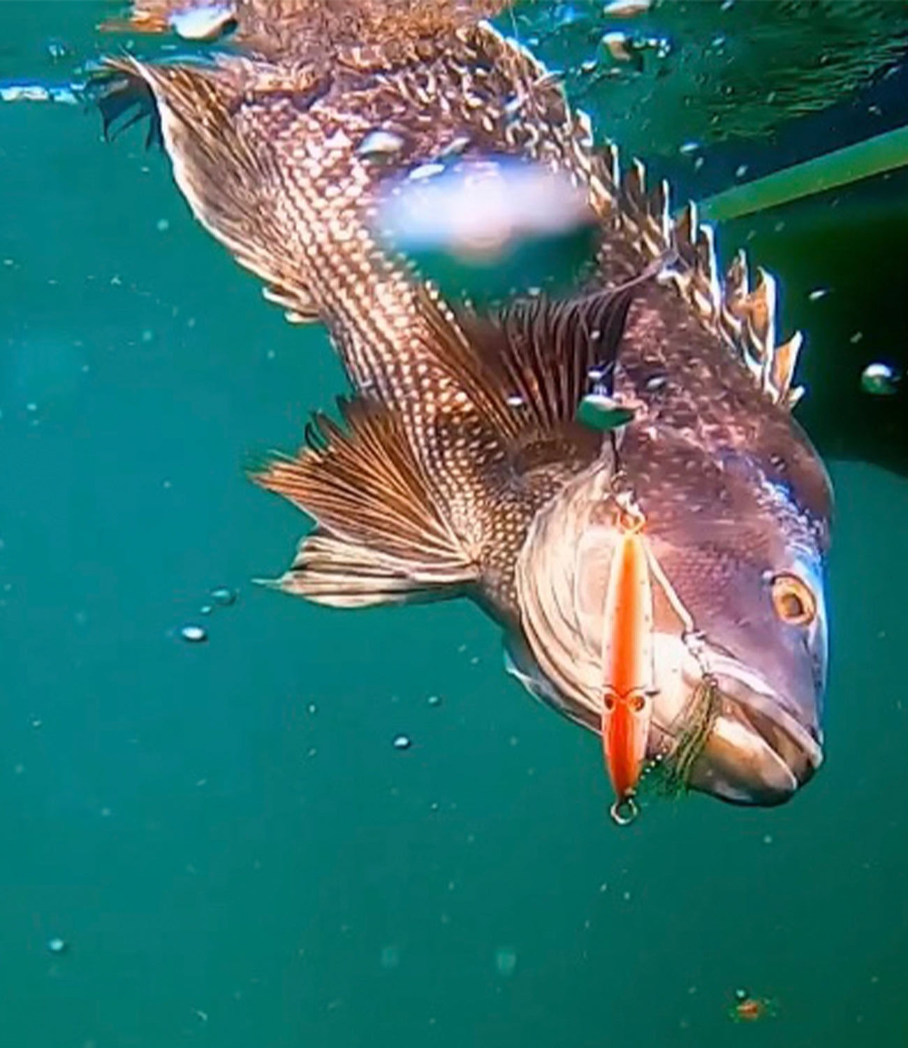 Squinnow Groundfish Jigs