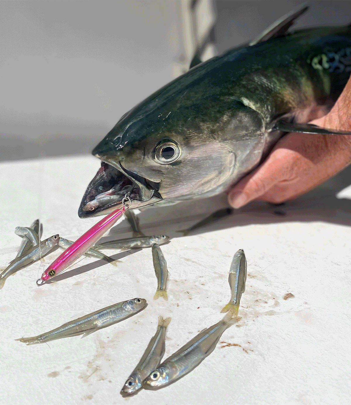 The EPOXY JIG Lure the-epoxy-jig-lure